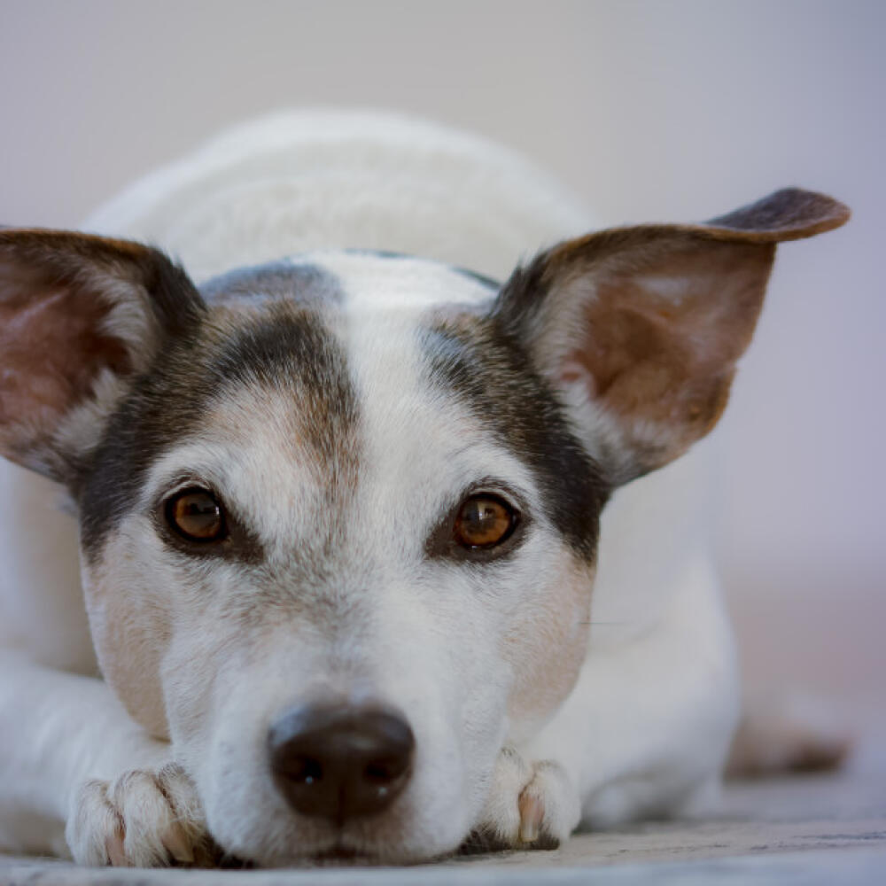 A Jack Russell terrier close-up, resting